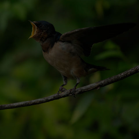 Barn Swallow
