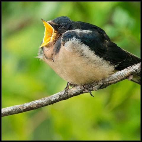 Barn Swallow