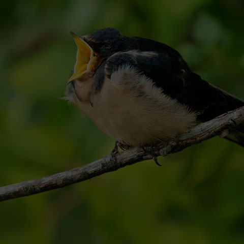 Barn Swallow