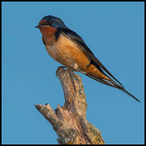 Barn Swallow