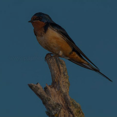 Barn Swallow