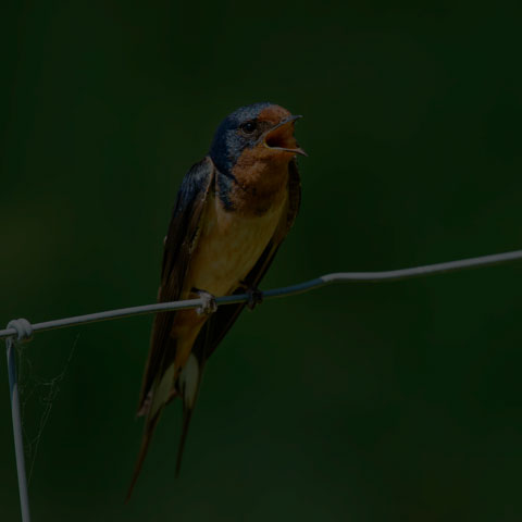 Barn Swallow