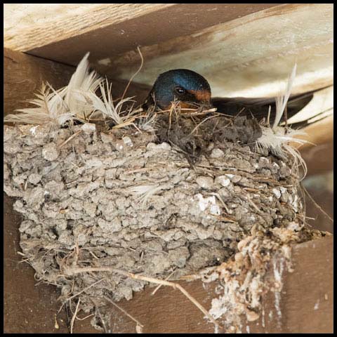 Barn Swallow