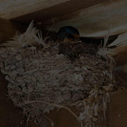Barn Swallow