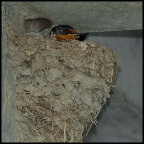 Barn Swallow