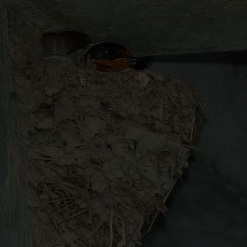 Barn Swallow