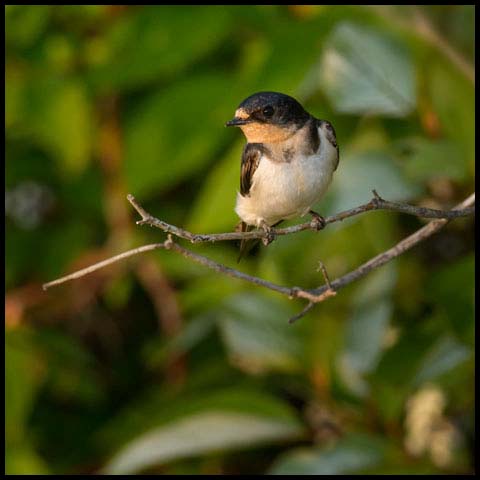 Barn Swallow