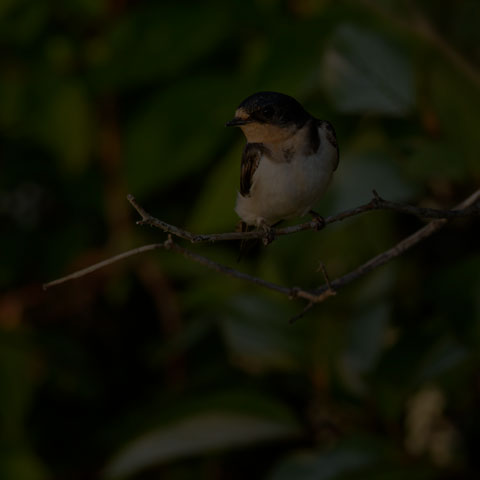 Barn Swallow
