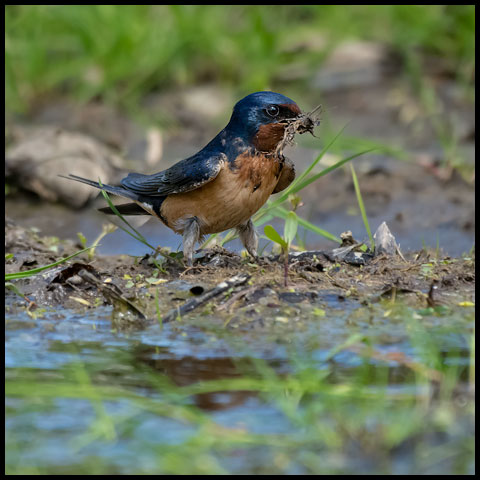 Barn Swallow