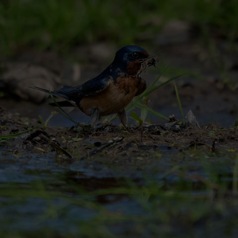 Barn Swallow