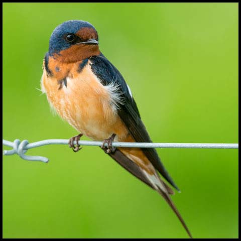 Barn Swallow