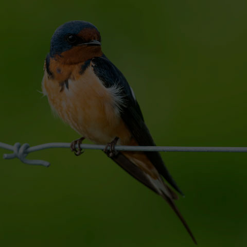 Barn Swallow