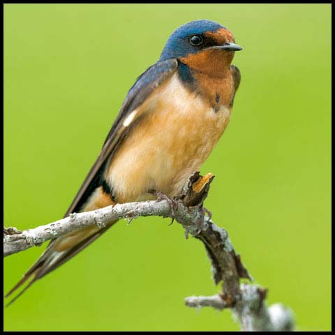 Barn Swallow