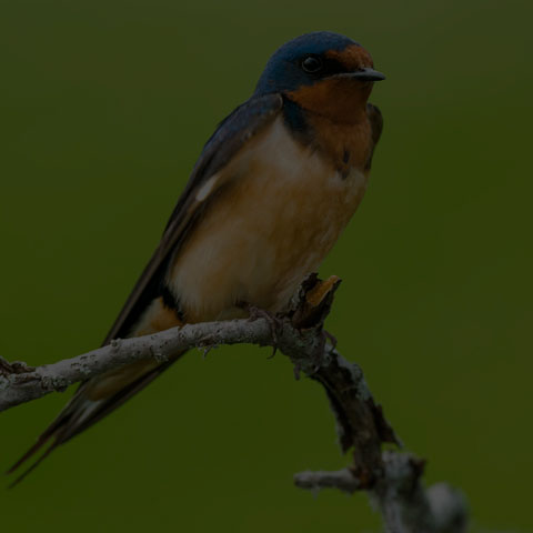 Barn Swallow