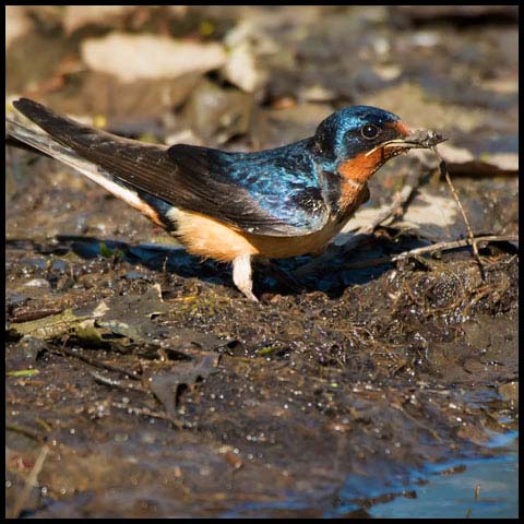 Barn Swallow