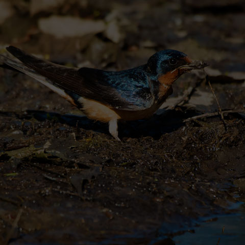 Barn Swallow
