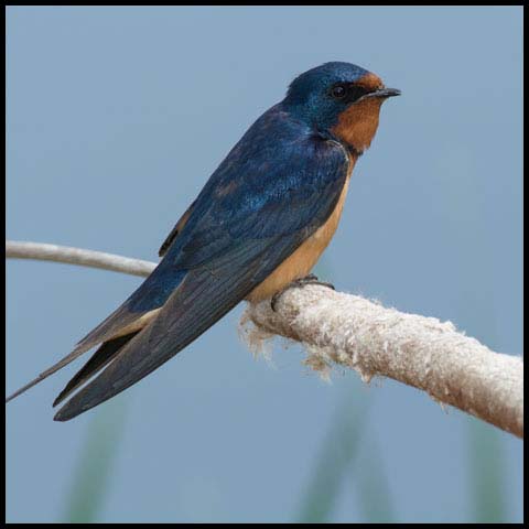 Barn Swallow