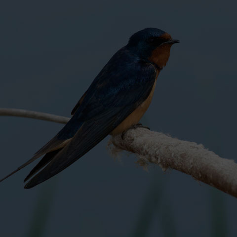 Barn Swallow