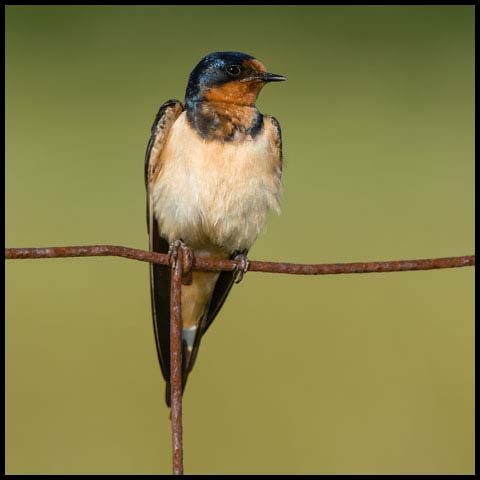 Barn Swallow