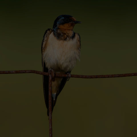 Barn Swallow