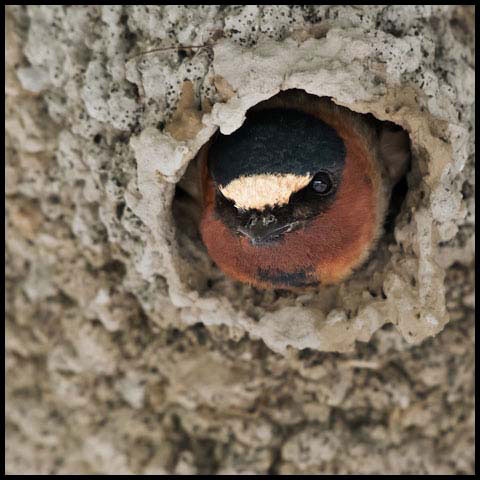 Cliff Swallow