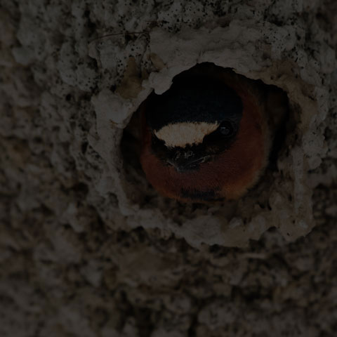 Cliff Swallow
