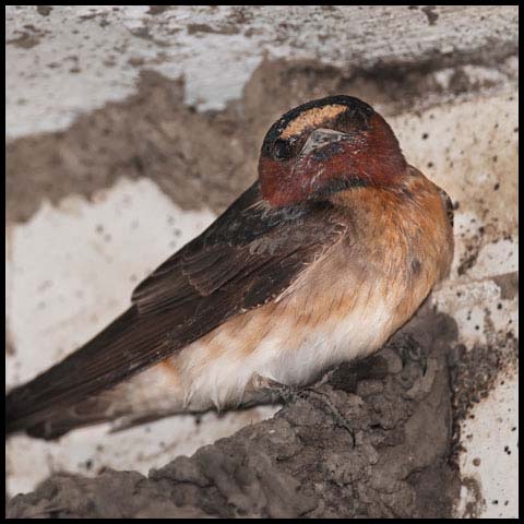 Cliff Swallow