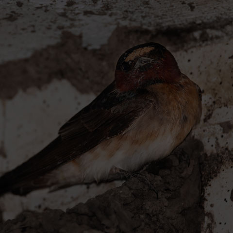 Cliff Swallow