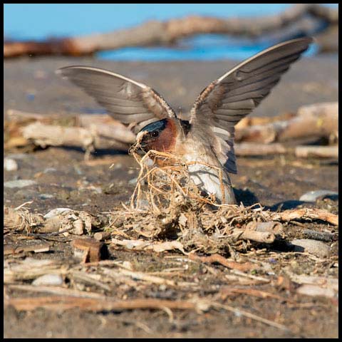 Cliff Swallow
