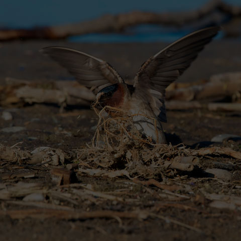 Cliff Swallow