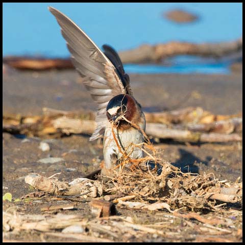 Cliff Swallow