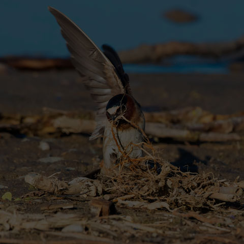 Cliff Swallow