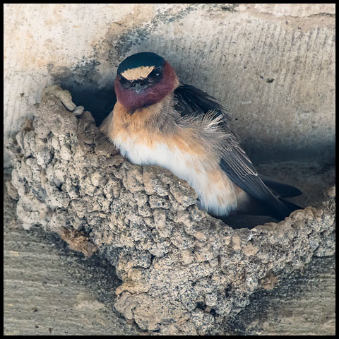 Cliff Swallow