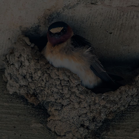 Cliff Swallow