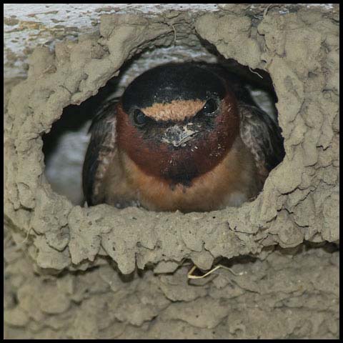 Cliff Swallow