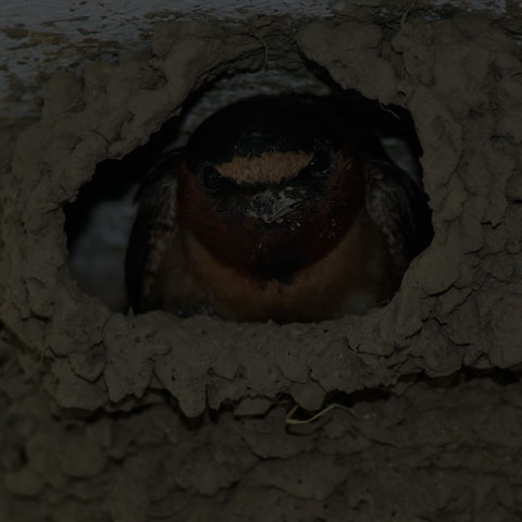 Cliff Swallow
