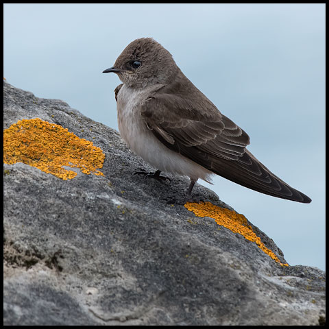 Northern Rough-winged Swallow