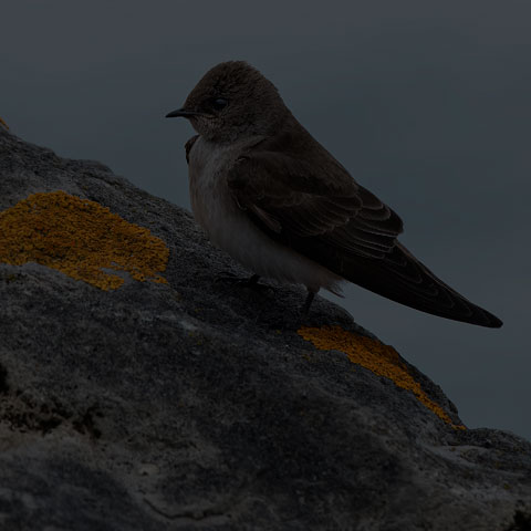 Northern Rough-winged Swallow