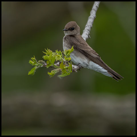 Northern Rough-winged Swallow