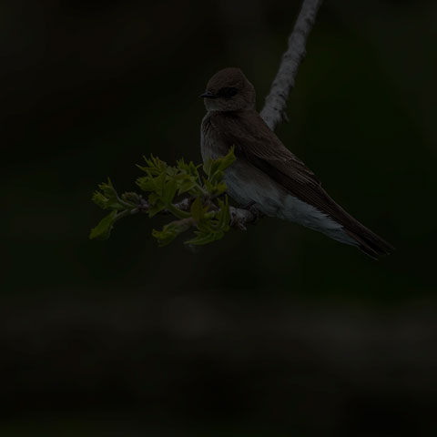 Northern Rough-winged Swallow