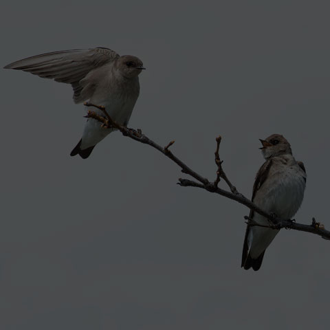 Northern Rough-winged Swallow