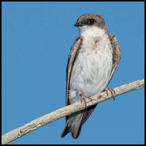 Northern Rough-winged Swallow