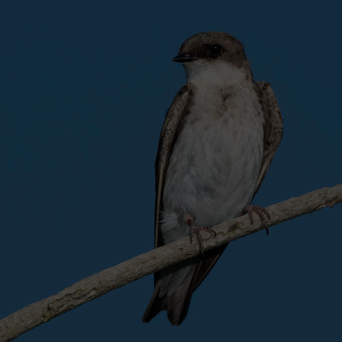 Northern Rough-winged Swallow