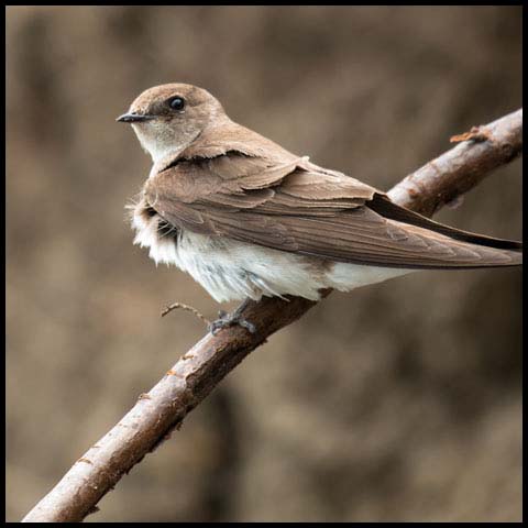 Northern Rough-winged Swallow