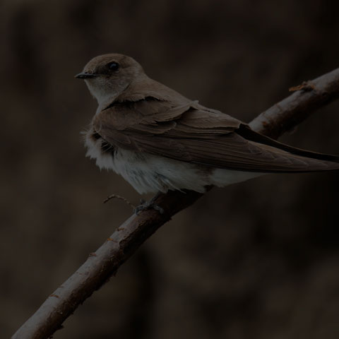 Northern Rough-winged Swallow