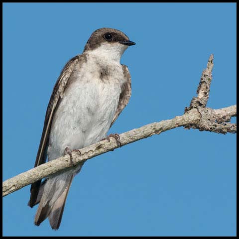 Northern Rough-winged Swallow