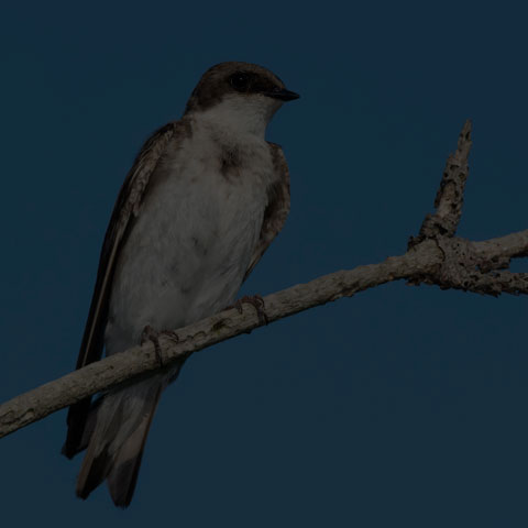 Northern Rough-winged Swallow