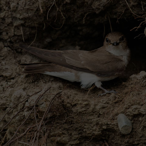 Northern Rough-winged Swallow