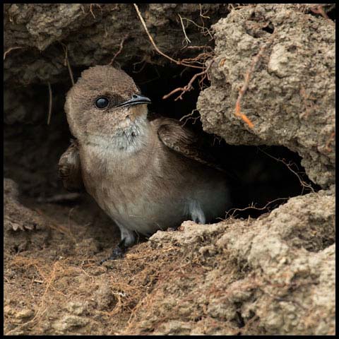 Northern Rough-winged Swallow
