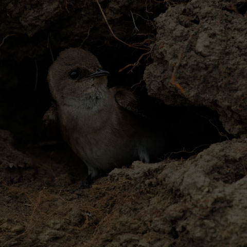 Northern Rough-winged Swallow